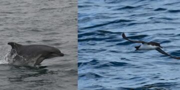 Разкрита причината за масовата смърт край Шабла: Над 300 птици и 9 делфина загинали в рибарски мрежи