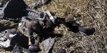 БАБХ потвърди случай на антракс в с. Черногор, Силистренско