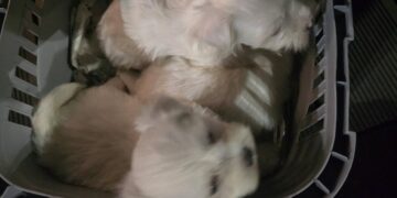 БАБХ спря незаконен транспорт на кучета в Кресна