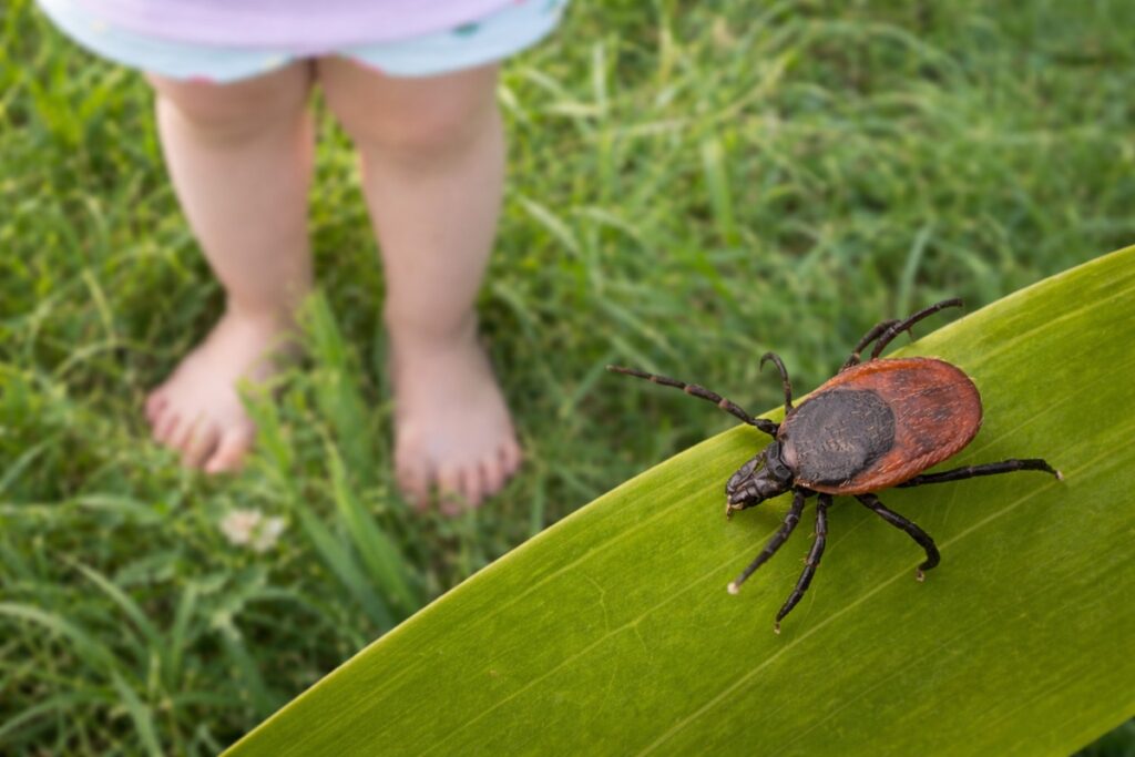 Кърлеж върху зелено листо на фона на трева и боси детски крака във Варна