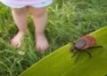 Кърлеж върху зелено листо на фона на трева и боси детски крака във Варна