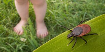 Кърлеж върху зелено листо на фона на трева и боси детски крака във Варна