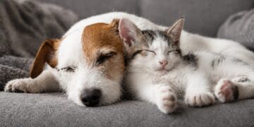 Нови правила в ЕС за котки и кучета: какво се променя