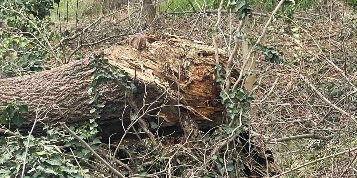 Проверка установи, че премахват сухи клони, паднали дървета и паразитна растителност в района на Трета буна