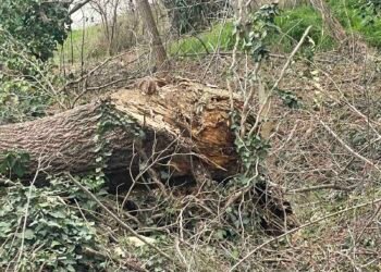 Проверка установи, че премахват сухи клони, паднали дървета и паразитна растителност в района на Трета буна