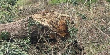 Проверка установи, че премахват сухи клони, паднали дървета и паразитна растителност в района на Трета буна