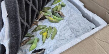 Митничари спряха контрабанда на 530 какавиди от тропически пеперуди на „Капитан Андреево“