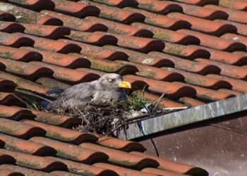 Гларусът Черньо отново се появи – вече мъти край Бургас