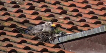 Гларусът Черньо отново се появи – вече мъти край Бургас