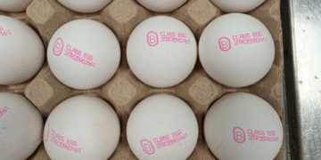 БАБХ върна почти 1,3 млн. яйца в Турция