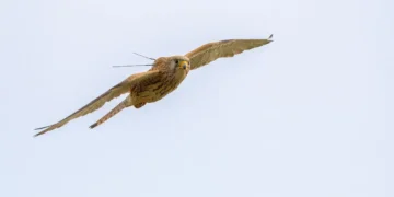 Военните действия в Близкия изток и Украйна възпрепятстват проучването на защитени видове птици, съобщават от Зелени Балкани