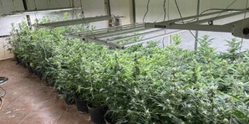 Криминалисти от ОДМВР Варна задържаха варненец, отглеждал марихуана в домашна оранжерия