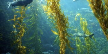 От природен ресурс до иновация: как водораслите променят строителството и икономиката