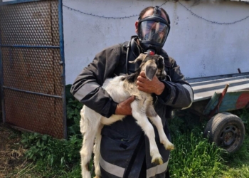 Пожар във Варненско: Огнеборци и местни хора спасиха над 20 животни