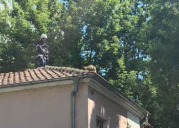 След бързата намеса на пожарникари: Спасителна акция на опашат палавник завърши с щастлив край във “Владиславово” (ВИДЕО/СНИМКИ)