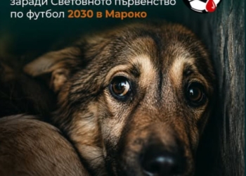 Международна петиция призовава за край на жестокото избиване на бездомни кучета в Мароко преди Мондиал 2030
