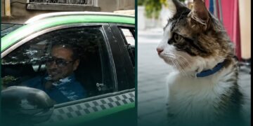 Доброто е заразно: Шофьор на такси превозвозва безплатно болен котарак във Варна