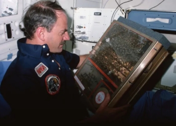 През 1984 г. NASA изпраща 3300 пчели в Космоса – ето какво правят без гравитация