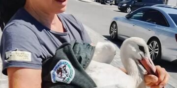 Щъркел получи шанс за живот благодарение на бързата реакция на хора в Свиленград