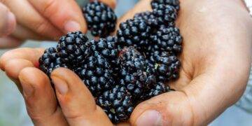 Даровете на лятото: Къпината – вкусна и полезна с фибри и витамини