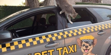 Куче или котка на път? Във Варна вече има специализирано Pet Taxi
