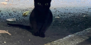 Global Cat Day: Те нямат дом, но заслужават обич и закрила, не ги подминавайте!