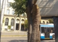 Премахват опасно дърво в градинката до Катедралата във Варна
