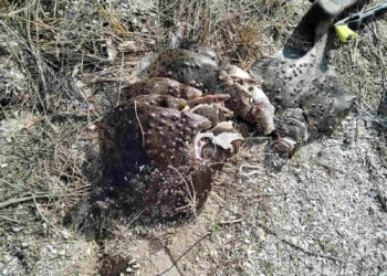 Камера засне водолази край Шабла: Последваха проверки и изземване на 56 кг калкан